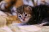img_1437_small.jpg