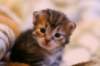 img_1452_small.jpg