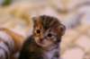 img_1454_small.jpg