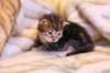 rafaelclassictabbyboyrafaeltabbypoika13_small.jpg