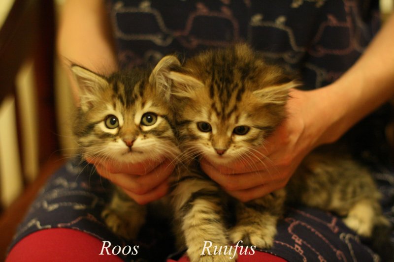 roosandruufus4.jpg
