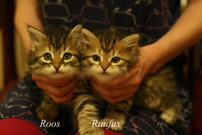 roosandruufus7.jpg
