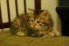 ruufus11_small.jpg