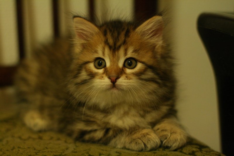 ruufus18.jpg