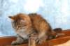 img_5144_small.jpg