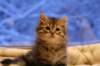 img_3988_small.jpg