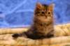 img_3989_small.jpg