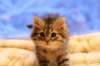 img_3991_small.jpg