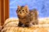 img_3993_small.jpg