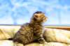 img_2723_small.jpg