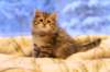 img_3923_small.jpg
