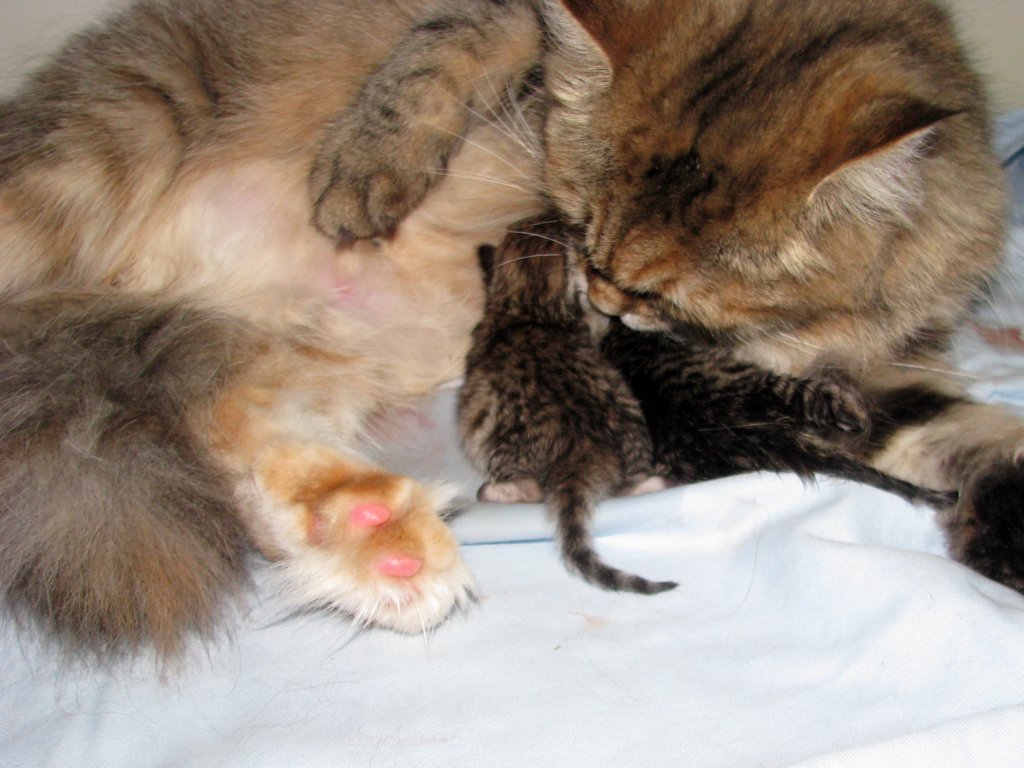 amurinilanaakaalbaandhernewbornbabiesgirlandboyamurinilanaakaalbajahnenvastasyntyneettyttjapoikavauva10.jpg