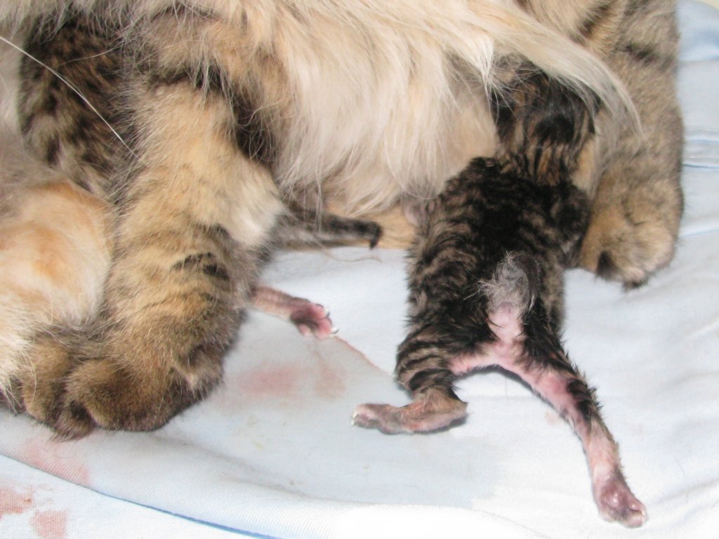 amurinilanaakaalbaandhernewbornbabiesgirlandboyamurinilanaakaalbajahnenvastasyntyneettyttjapoikavauva12.jpg