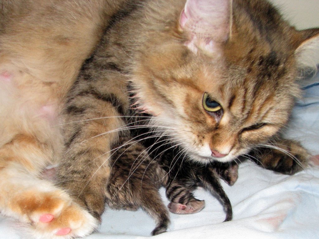 amurinilanaakaalbaandhernewbornbabiesgirlandboyamurinilanaakaalbajahnenvastasyntyneettyttjapoikavauva13.jpg