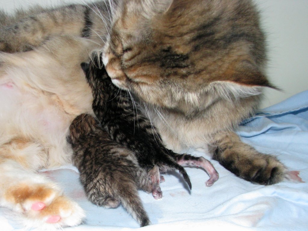 amurinilanaakaalbaandhernewbornbabiesgirlandboyamurinilanaakaalbajahnenvastasyntyneettyttjapoikavauva16.jpg