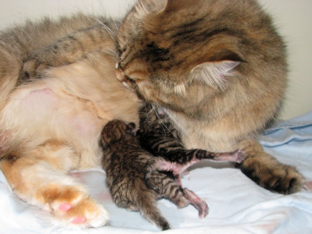 amurinilanaakaalbaandhernewbornbabiesgirlandboyamurinilanaakaalbajahnenvastasyntyneettyttjapoikavauva17.jpg