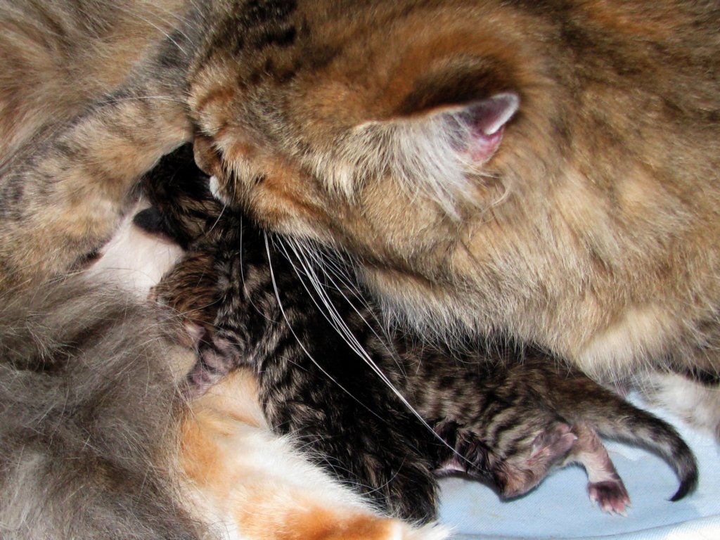 amurinilanaakaalbaandhernewbornbabiesgirlandboyamurinilanaakaalbajahnenvastasyntyneettyttjapoikavauva2.jpg