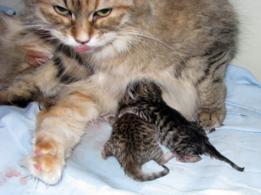 amurinilanaakaalbaandhernewbornbabiesgirlandboyamurinilanaakaalbajahnenvastasyntyneettyttjapoikavauva21.jpg