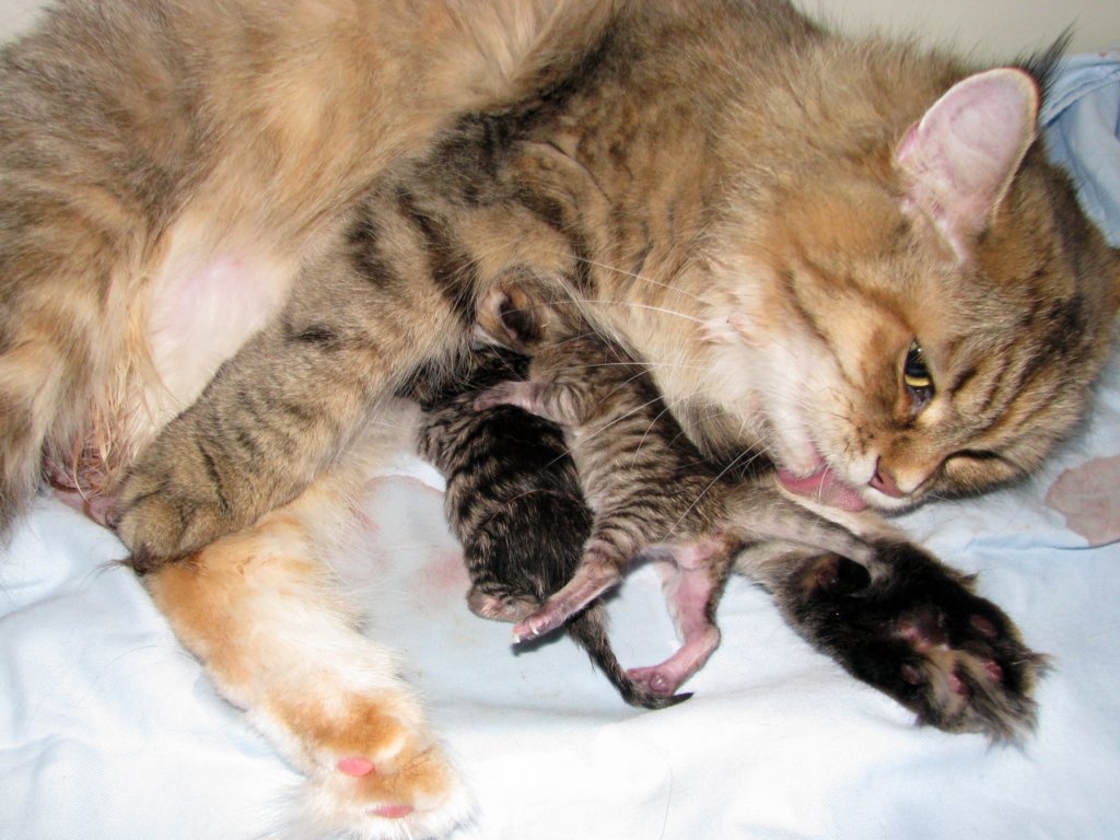 amurinilanaakaalbaandhernewbornbabiesgirlandboyamurinilanaakaalbajahnenvastasyntyneettyttjapoikavauva24.jpg