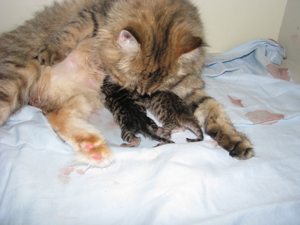 amurinilanaakaalbaandhernewbornbabiesgirlandboyamurinilanaakaalbajahnenvastasyntyneettyttjapoikavauva29.jpg