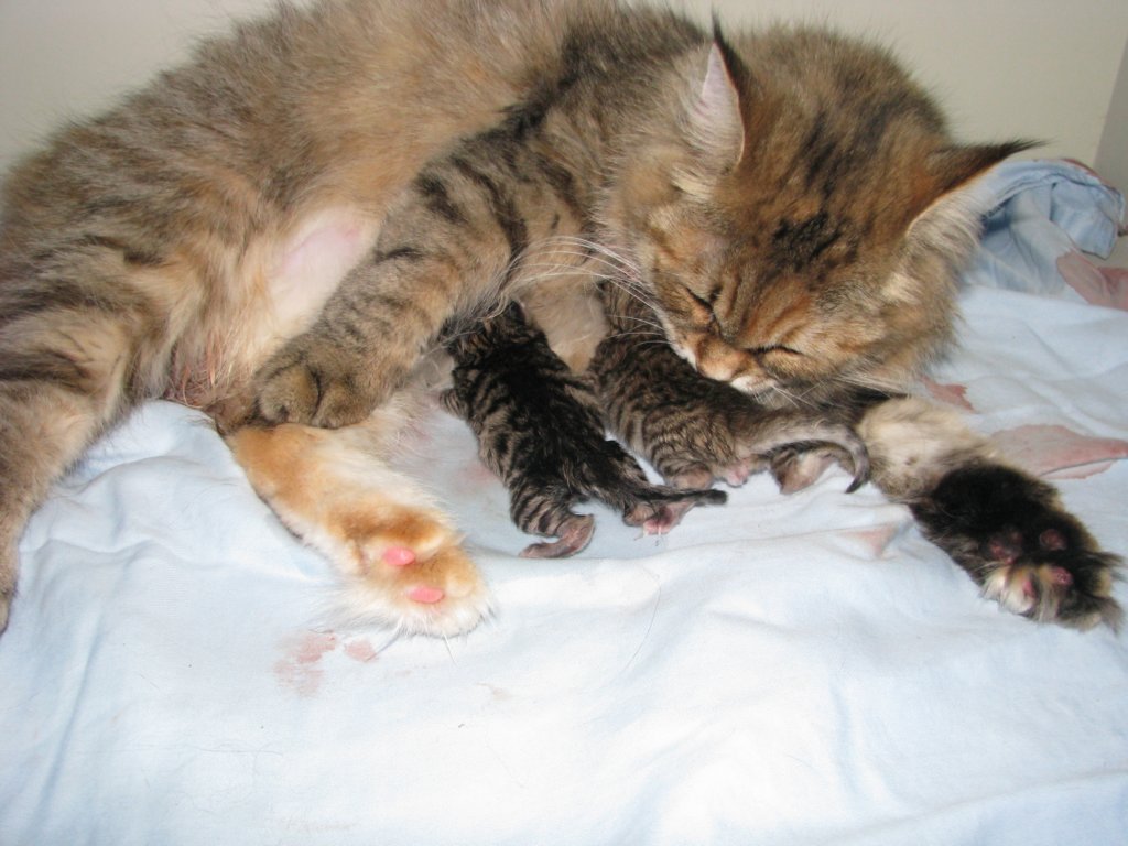 amurinilanaakaalbaandhernewbornbabiesgirlandboyamurinilanaakaalbajahnenvastasyntyneettyttjapoikavauva30.jpg