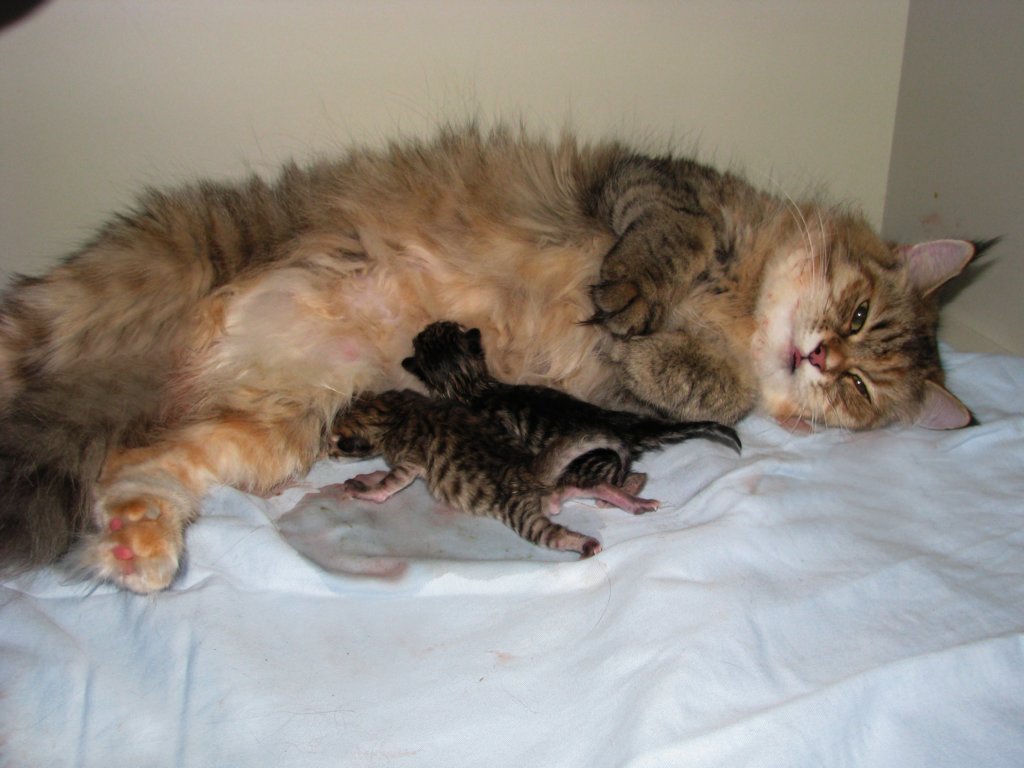 amurinilanaakaalbaandhernewbornbabiesgirlandboyamurinilanaakaalbajahnenvastasyntyneettyttjapoikavauva33.jpg