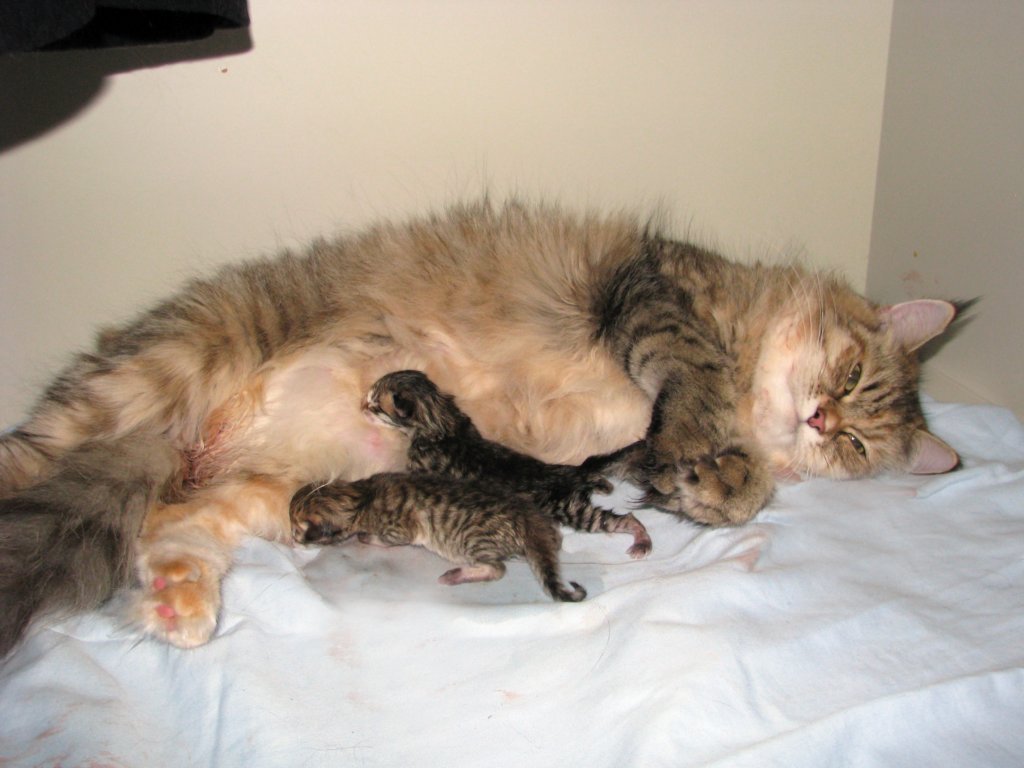 amurinilanaakaalbaandhernewbornbabiesgirlandboyamurinilanaakaalbajahnenvastasyntyneettyttjapoikavauva35.jpg