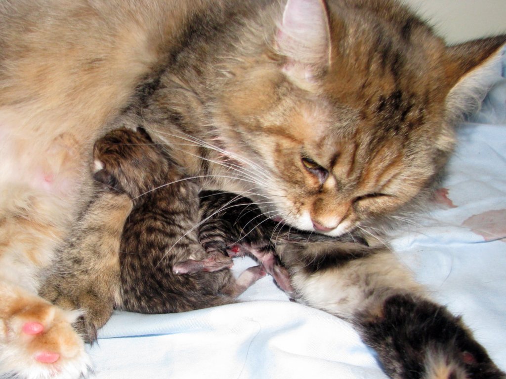 amurinilanaakaalbaandhernewbornbabiesgirlandboyamurinilanaakaalbajahnenvastasyntyneettyttjapoikavauva8.jpg