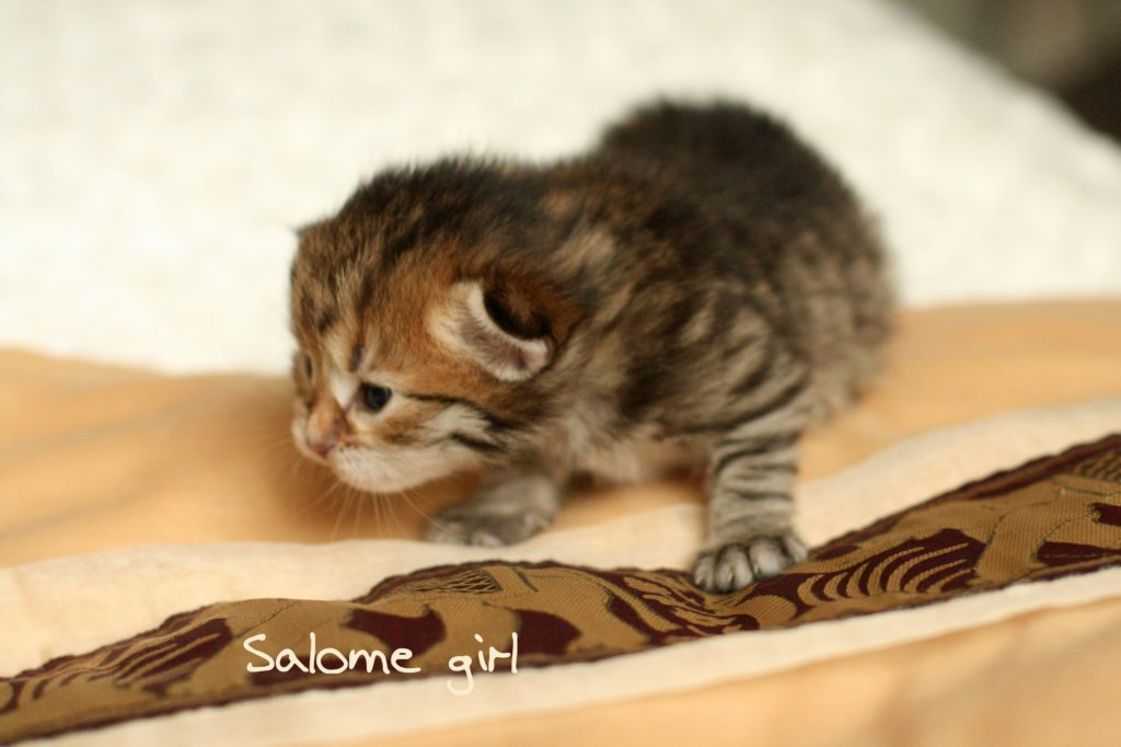salomegirlimg_7042.jpg