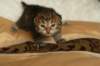 salomegirlimg_7051_small.jpg
