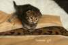 salomegirlimg_7053_small.jpg