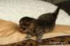 salomegirlimg_7055_small.jpg