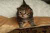 salomegirlimg_7056_small.jpg