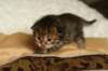 salomegirlimg_7058_small.jpg