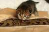salomegirlimg_7059_small.jpg