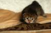 salomegirlimg_7060_small.jpg