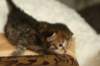 salomegirlimg_7067_small.jpg