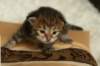 salomegirlimg_7068_small.jpg
