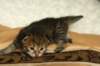 salomegirlimg_7069_small.jpg