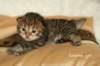salomegirlimg_7070_small.jpg