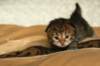 salomegirlimg_7074_small.jpg