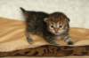 salomegirlimg_7079_small.jpg
