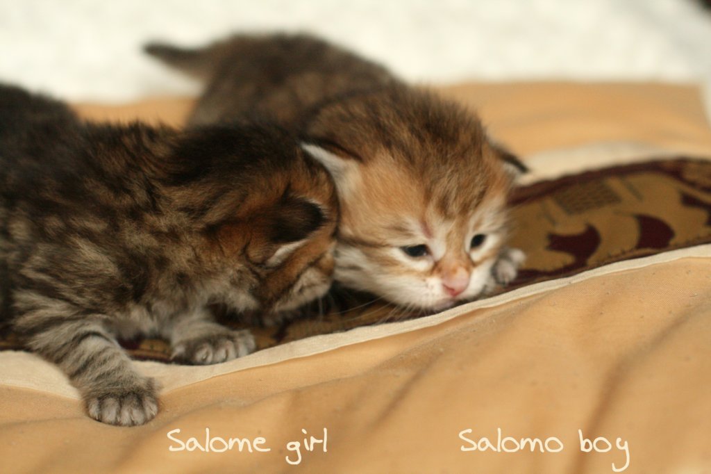 salomegirlsalomoboyimg_7029.jpg