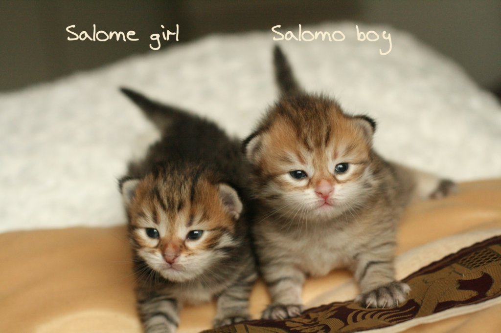 salomegirlsalomoboyimg_7031.jpg