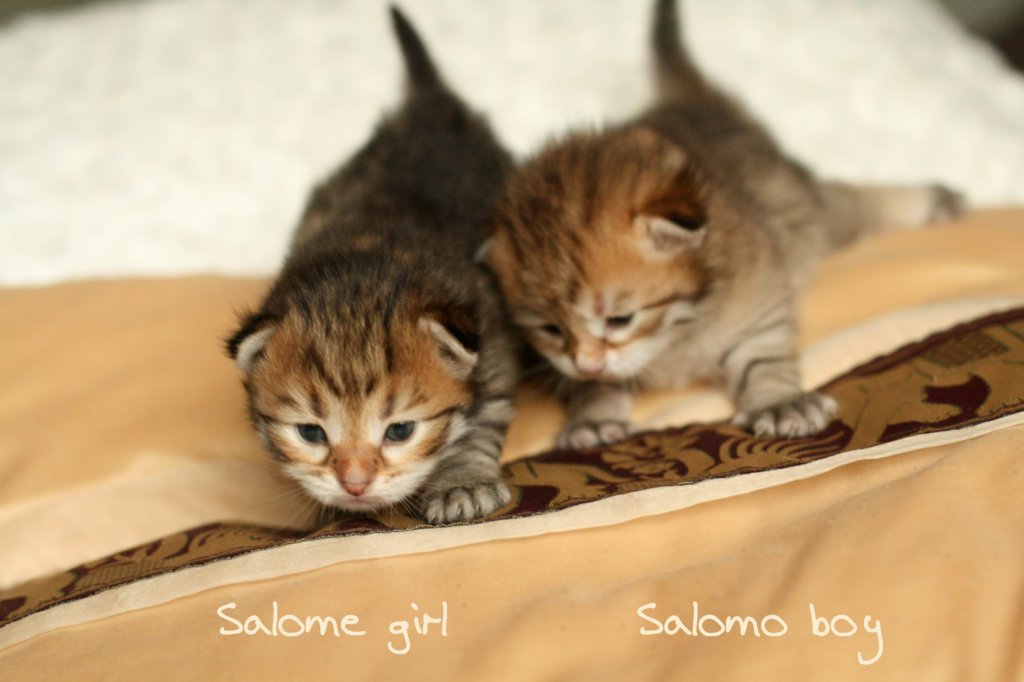 salomegirlsalomoboyimg_7034.jpg