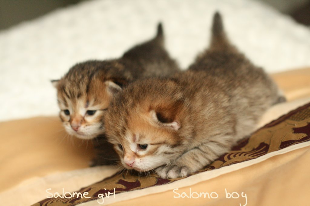 salomegirlsalomoboyimg_7036.jpg