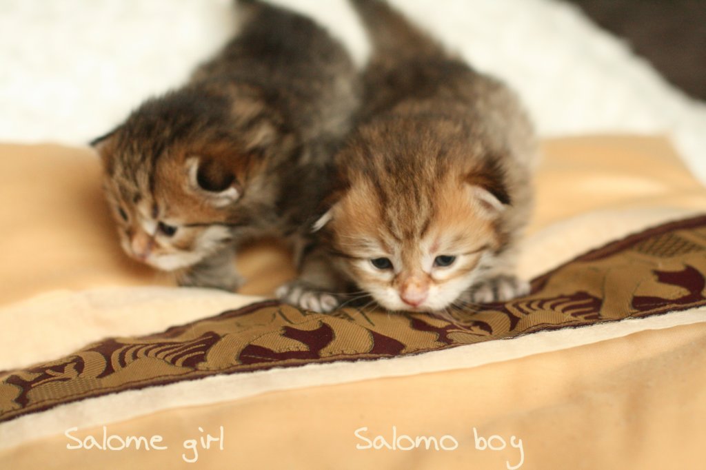 salomegirlsalomoboyimg_7039.jpg