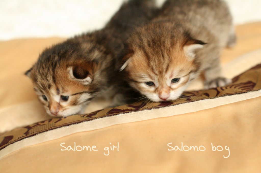 salomegirlsalomoboyimg_7040.jpg