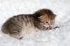 salomoboyimg_6940_small.jpg