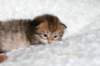salomoboyimg_6941_small.jpg